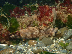 Nautichthys oculofasciatus