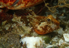 Artedius harringtoni