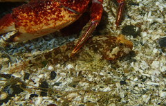 Artedius harringtoni