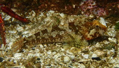 Artedius harringtoni