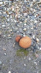 Lycoperdon nigrescens