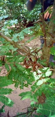 Vachellia collinsii