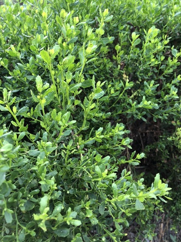 iNaturalist observation photo of coyote brush