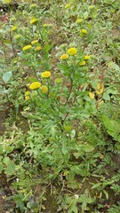 Pulicaria vulgaris