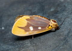 Asota javana