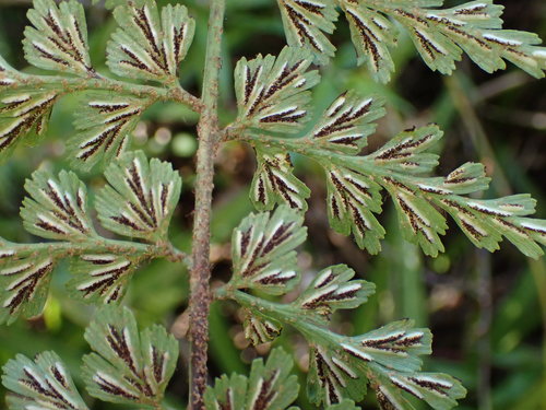 African Spleenwort