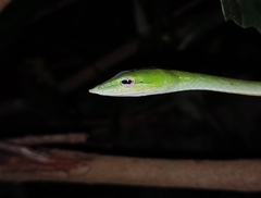 Farnsworth's Vine Snake photo 5