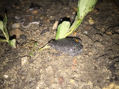 Elachistocleis pearsei