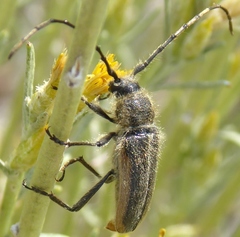 Crossidius pulchellus