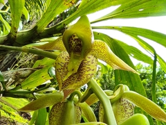 Catasetum maculatum