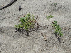Salsola komarovii