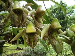 Catasetum maculatum