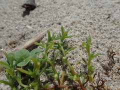 Salsola komarovii