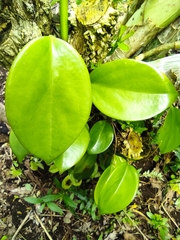 Catasetum maculatum
