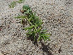 Salsola komarovii