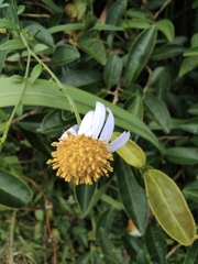 Aster indicus