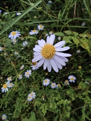 Aster indicus