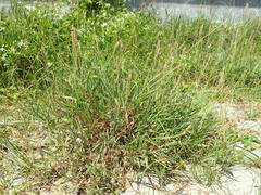 Ischaemum anthephoroides