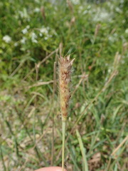 Ischaemum anthephoroides