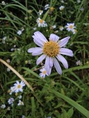 Aster indicus