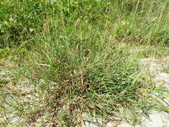 Ischaemum anthephoroides