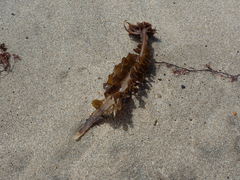 Undaria pinnatifida
