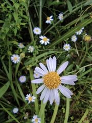 Aster indicus