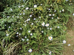 Aster indicus