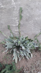 Cynoglossum creticum
