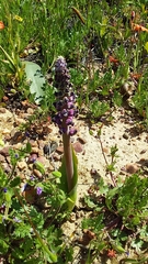 Lachenalia elegans