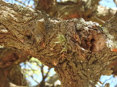 Tillandsia tricholepis