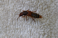 Platydracus immaculatus