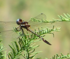 Macrothemis imitans