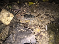 Elachistocleis pearsei