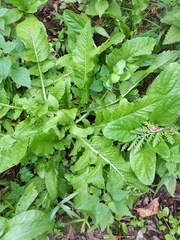 Rorippa amphibia