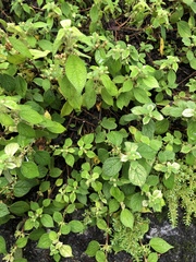Boehmeria pilosiuscula