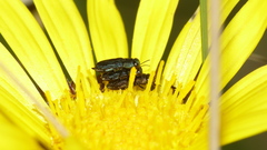 Anthaxiini