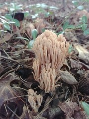 Ramaria fennica