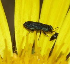 Anthaxiini