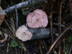 Lactarius spinosulus