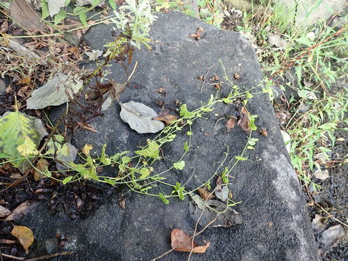 Zehneria japonica, photograph 4