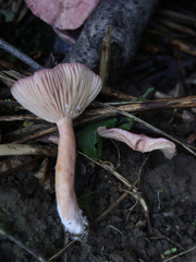 Lactarius spinosulus