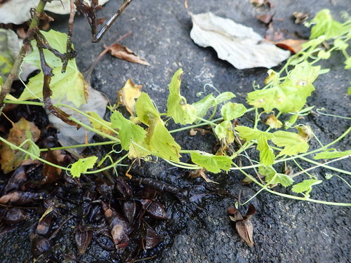 Zehneria japonica, photograph 5