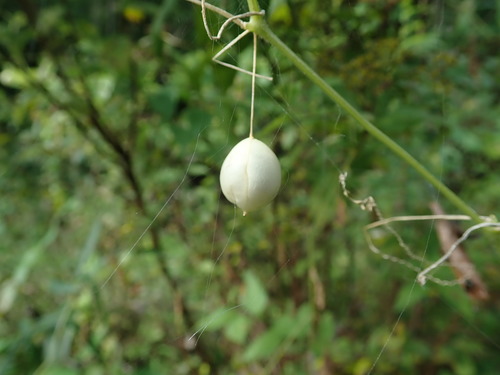 Zehneria japonica, photograph 6