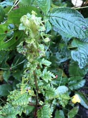 Pedicularis hoffmeisteri