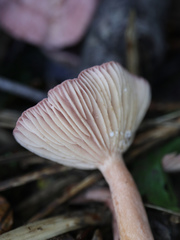 Lactarius spinosulus