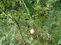 Zehneria japonica
