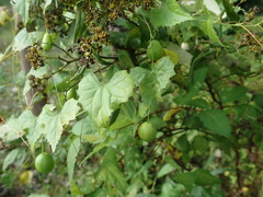 Zehneria japonica