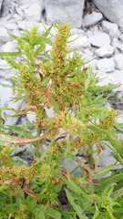 Rumex maritimus