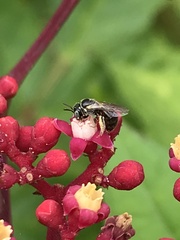 Braunsapis puangensis